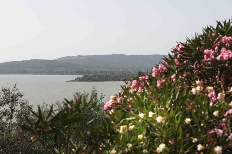 Isola 8