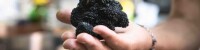 Tartufo